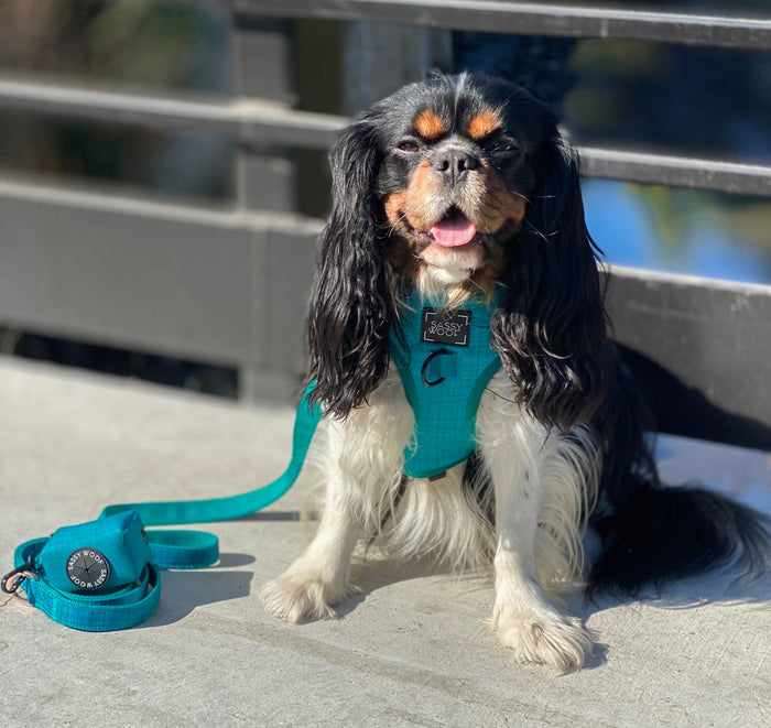 A black, white, and brown Cavalier King Charles Spaniel sits on a sunny sidewalk wearing the Sassy Woof Dog Adjustable Harness - Napa, panting and looking content. A black metal railing is visible in the background.