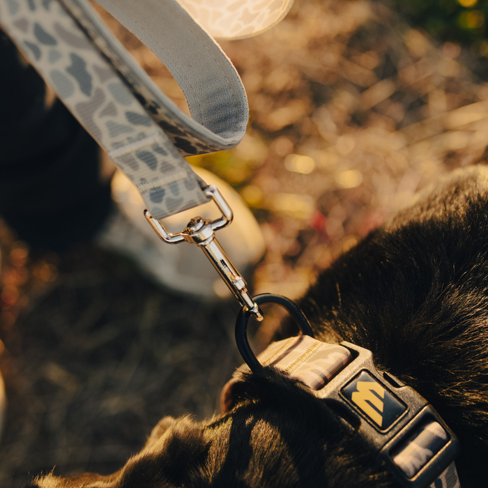 Dog collar with a brand logo on a blurred natural background