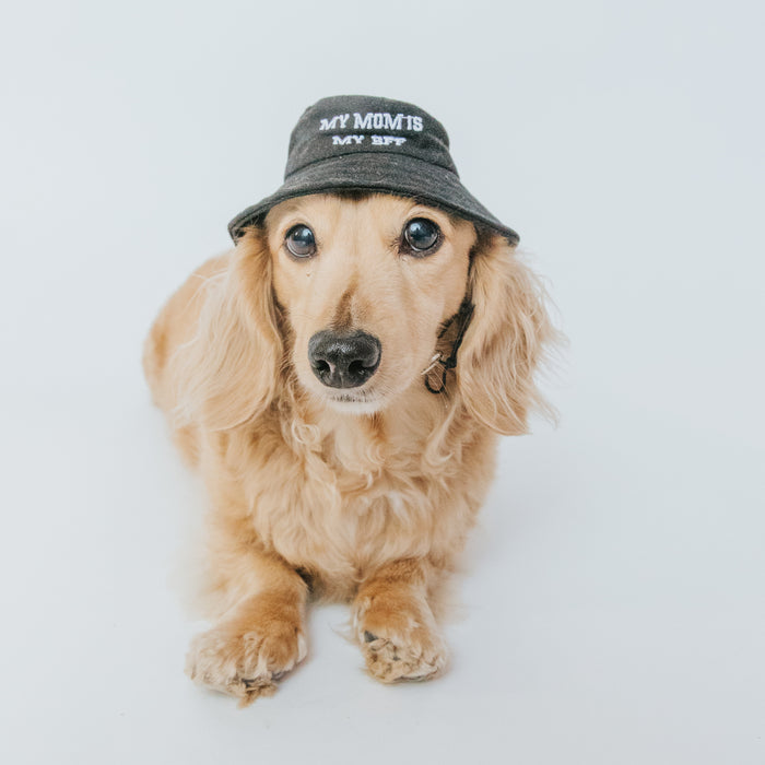 A long-haired dachshund sits on a white background wearing the Sassy Woof Bucket Hat Bundle - BFF, embroidered with "MY MOM IS MY BFF." The dog looks forward calmly, showcasing the charm of matching hats.