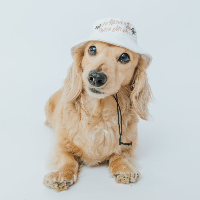 A golden retriever models the Sassy Woof "Bucket Hat Bundle - I'd Rather Be," sitting on a white background and looking at the camera with its head slightly tilted.
