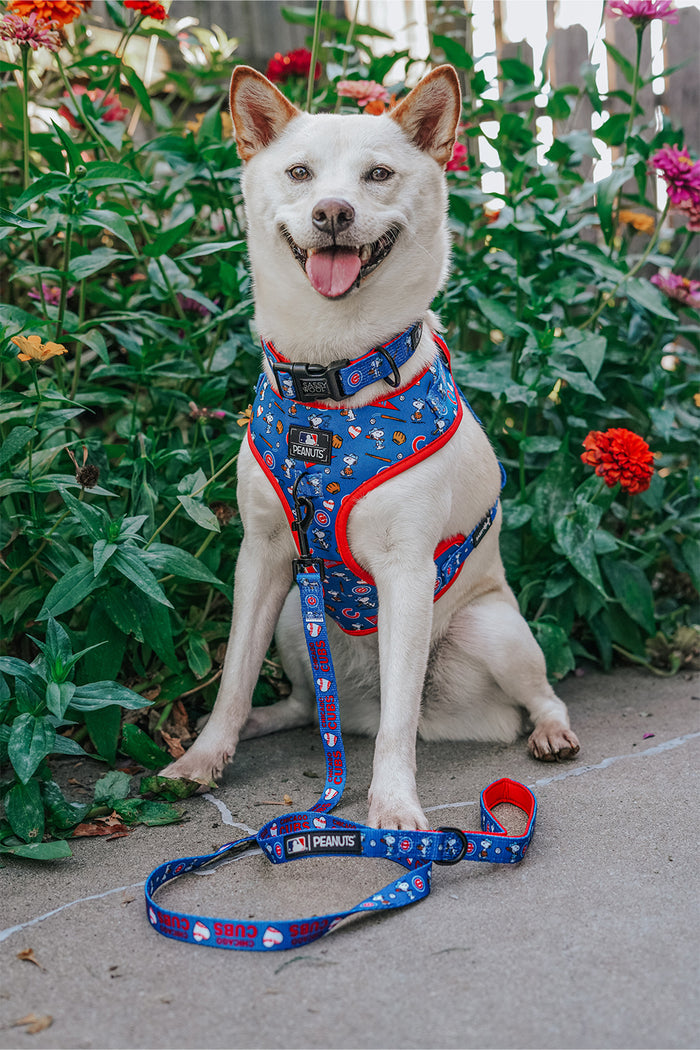A white dog wearing a Sassy Woof Dog Adjustable Harness - MLB™ x Peanuts™ Chicago Cubs™ sits happily on a sidewalk among blooming colorful flowers and green plants, mouth open in joy.