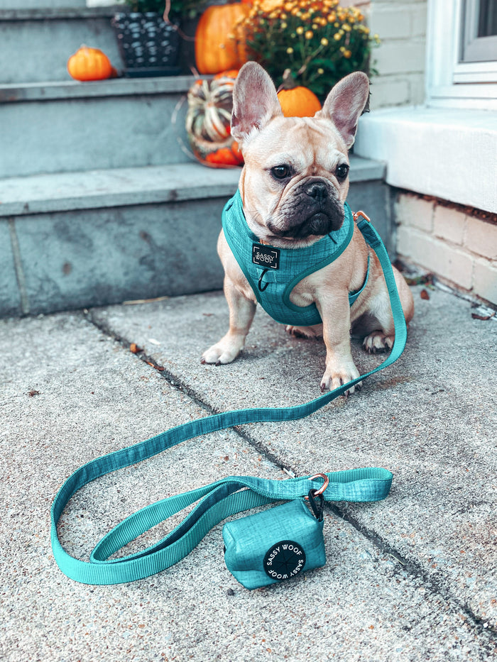 A French Bulldog in the Sassy Woof Dog Adjustable Harness - Napa sits on the sidewalk near a matching leash and waste bag holder, with pumpkins and plants on the decorated steps in the background.