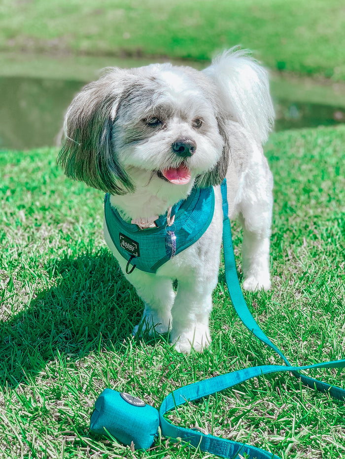 A small white and gray dog wears the Sassy Woof Dog Adjustable Harness - Napa, standing on green grass with a matching blue leash nearby, happily panting with its tongue out. A pond and more grass appear in the background.