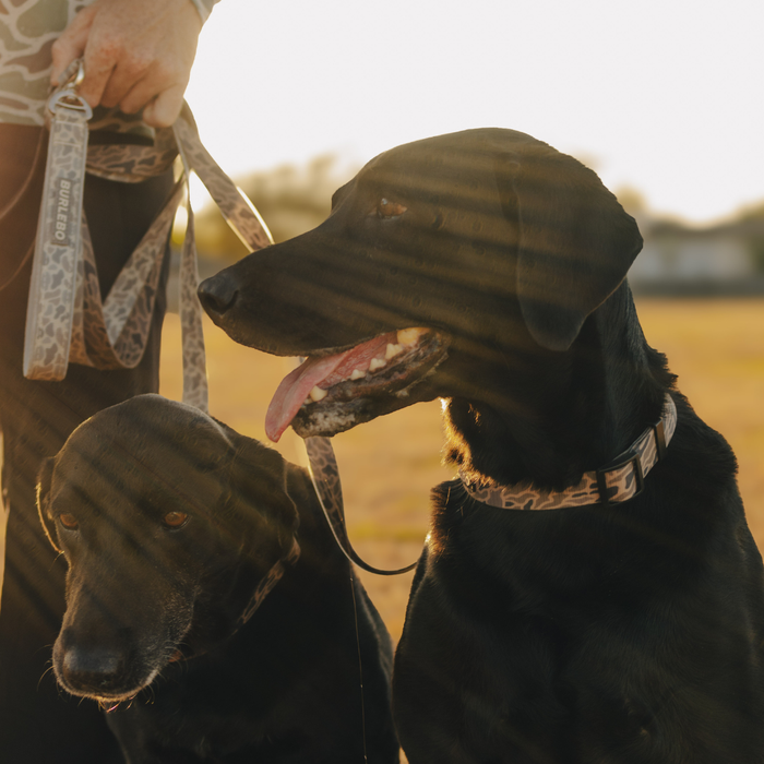 Two dogs on leashes with a person holding them, set against a blurred natural background.