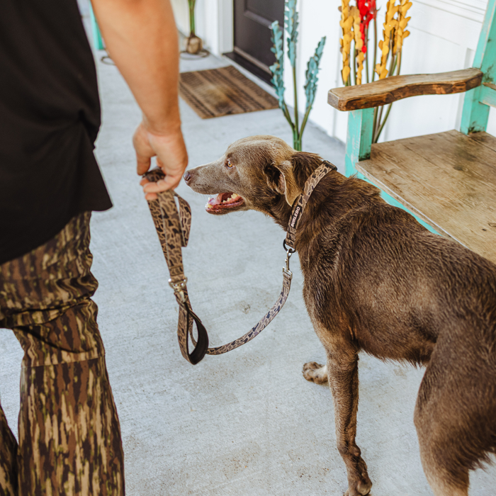 Dog on a leash being held by a person on a porch with plants and a chair in the background.